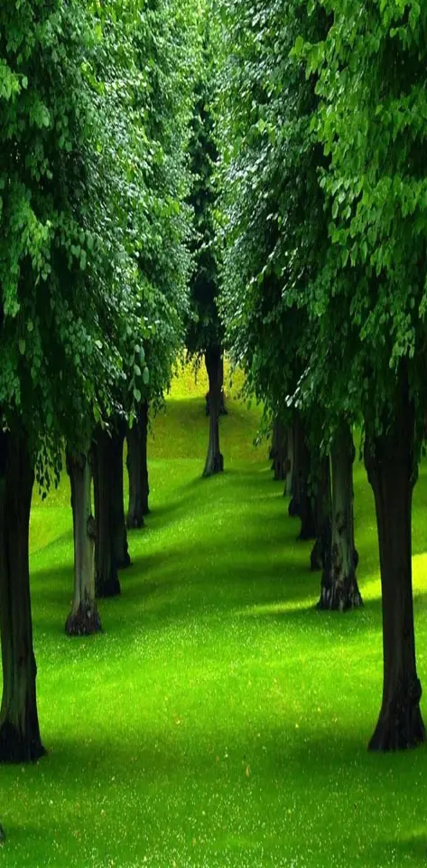 Beautiful Trees
