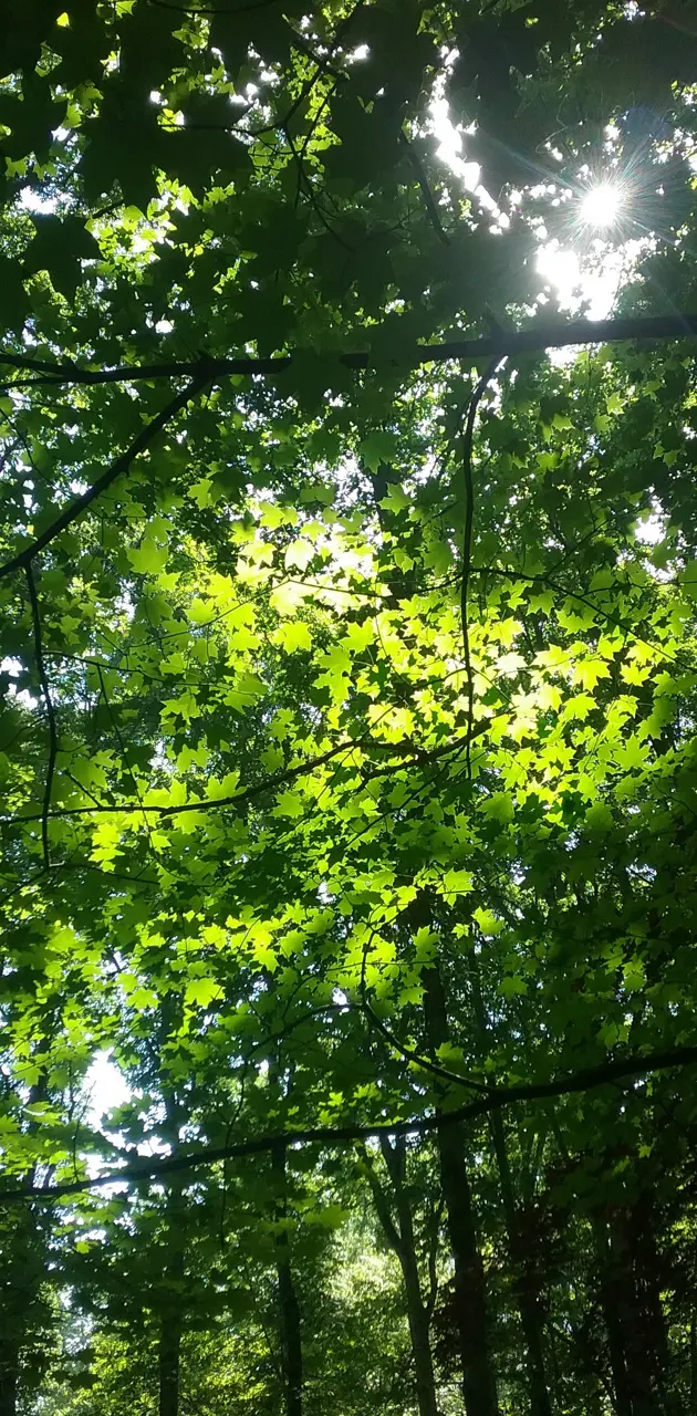 Trees of light