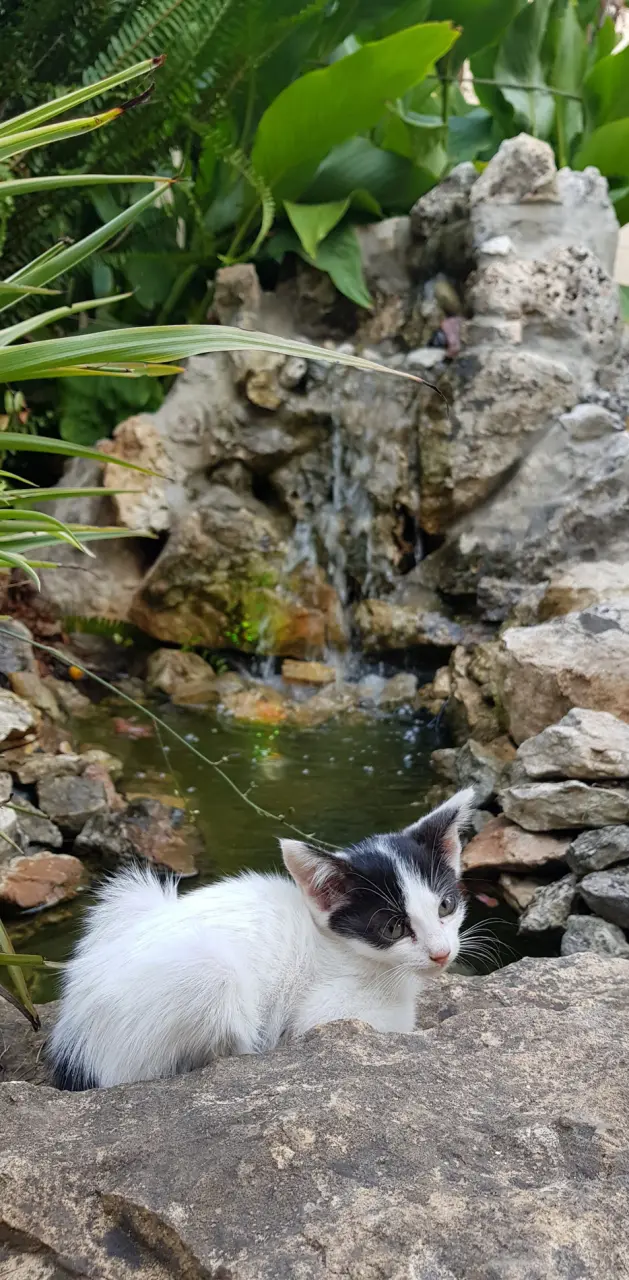 cat at the waterfall
