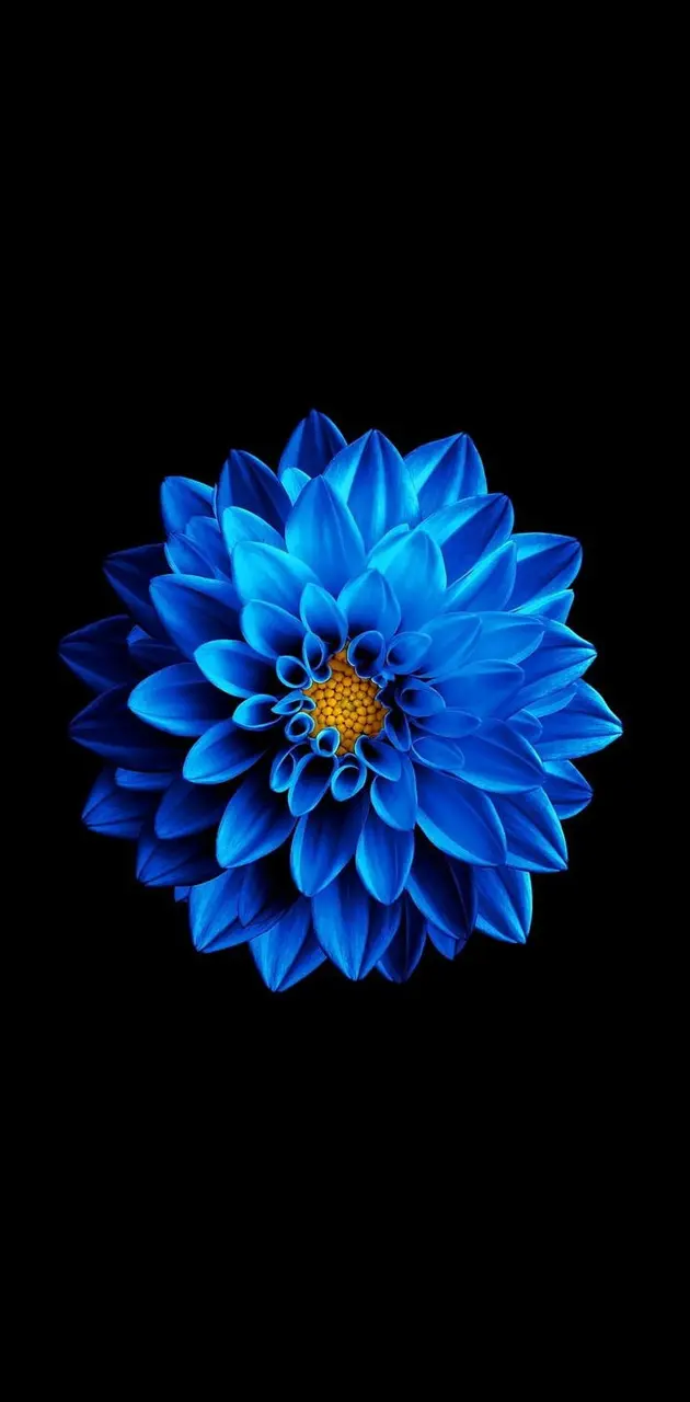 Blue marigold