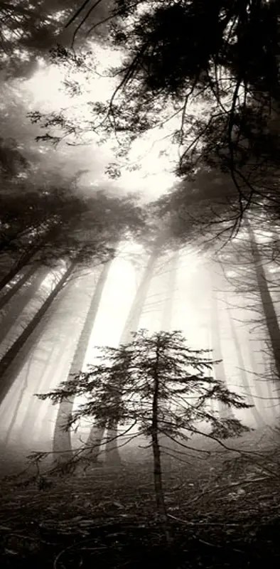 Dark  Forest