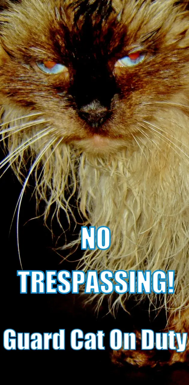 No Trespassing Cat