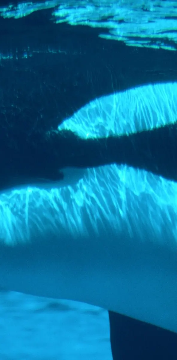 Whale Aquarium