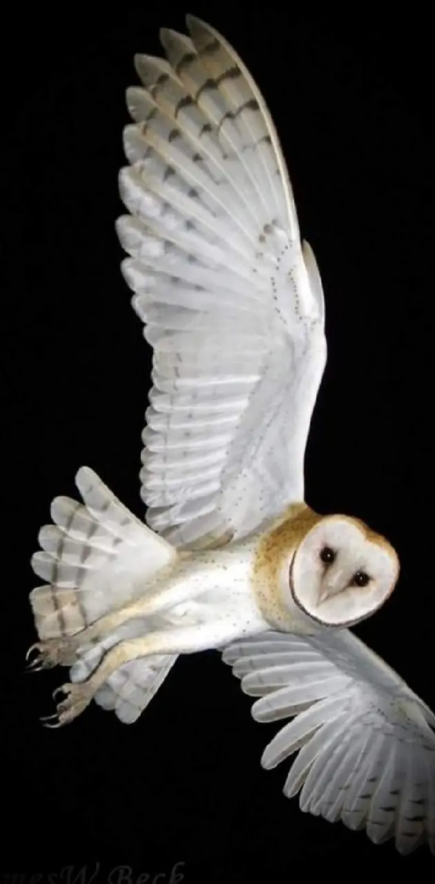 Owl lit