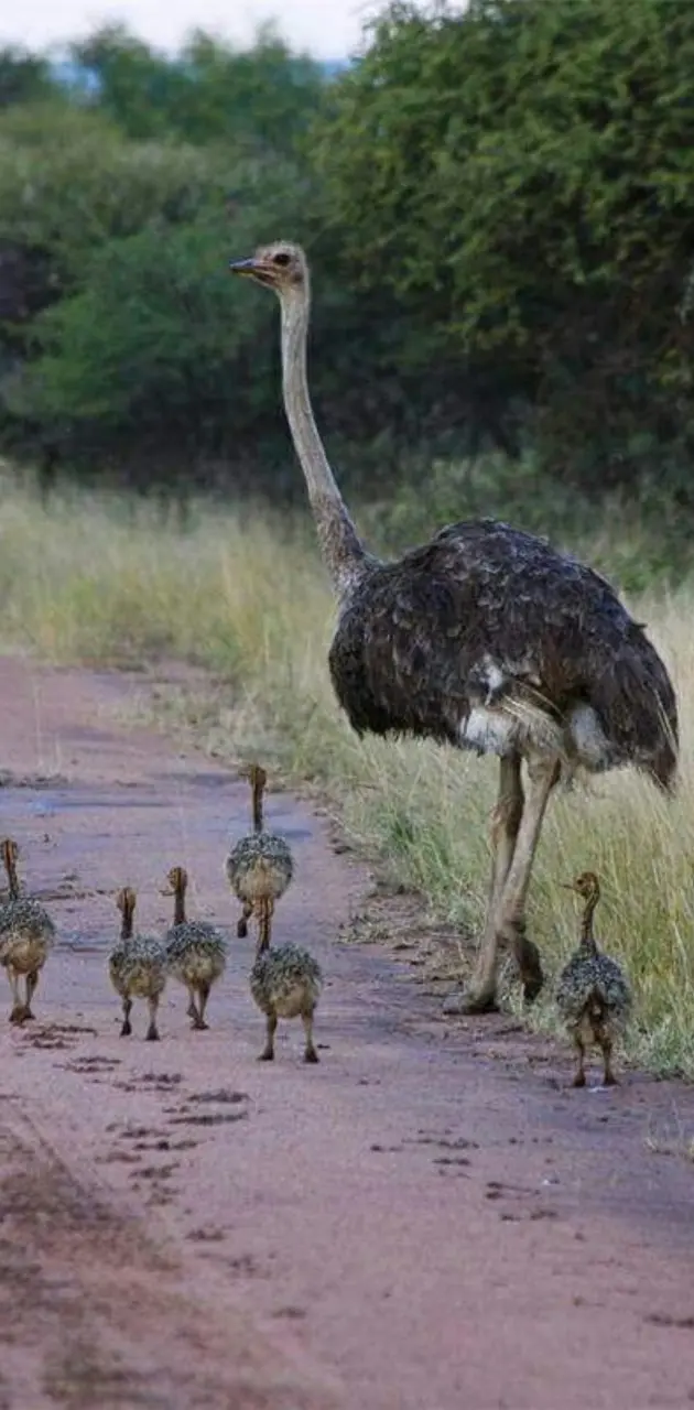 family walk