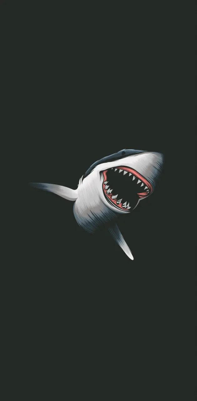 shark wallpaper hd iphone