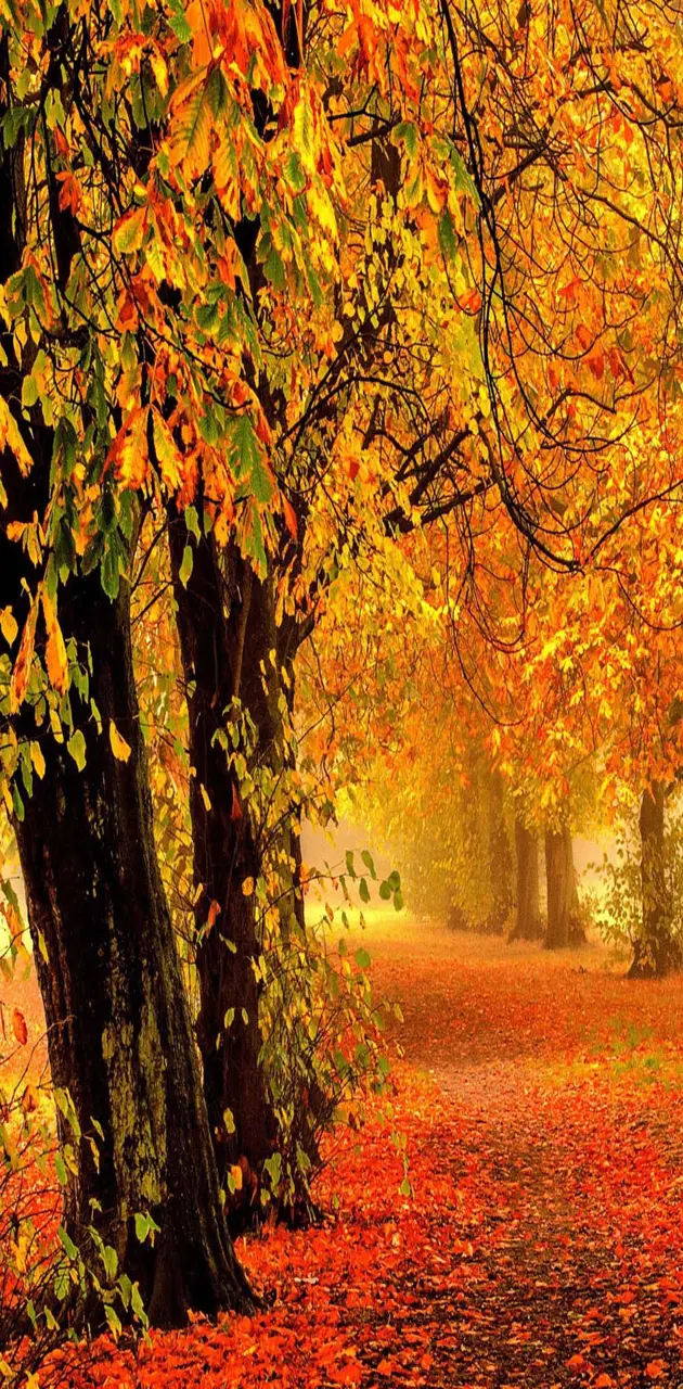 Nature autumn forest wallpaper by _LuCkyman_ - Download on ZEDGE™ | 36f9