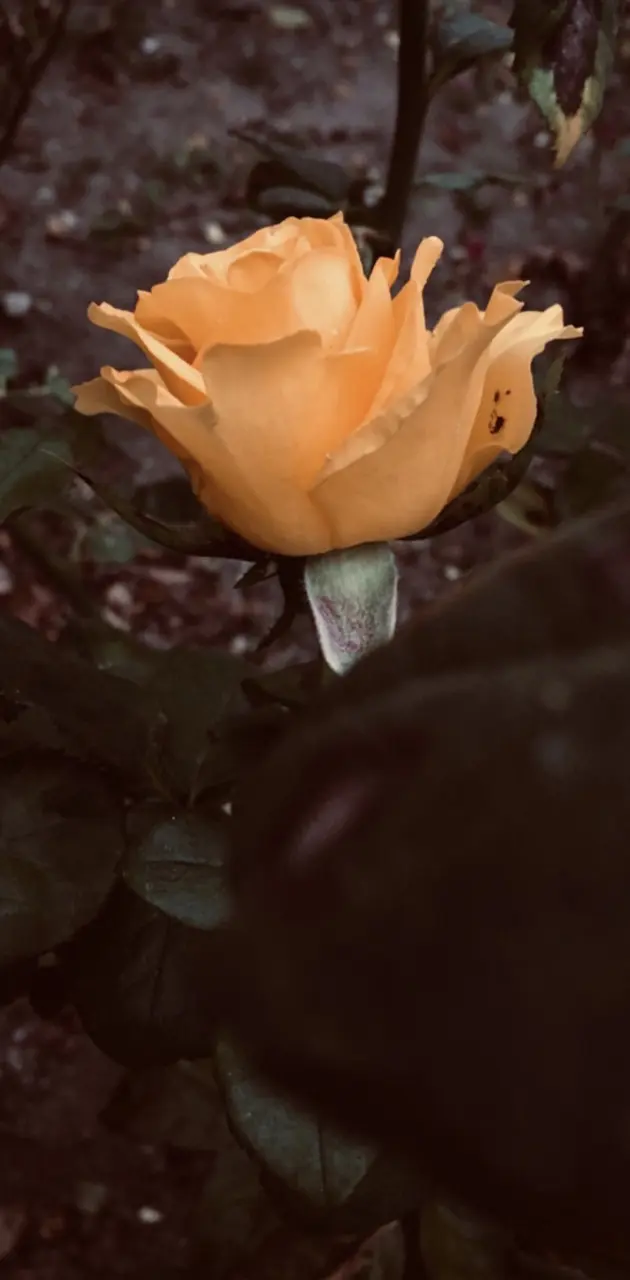 Orange rose 1