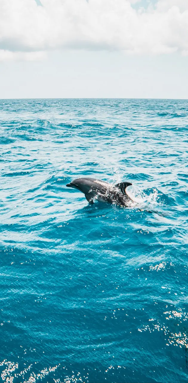 Dolphin - Delfin