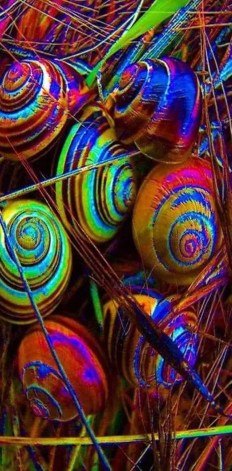Colorful Snails