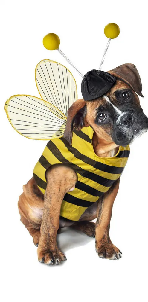 Dog Bee
