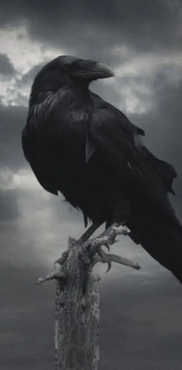 Vikings Crow