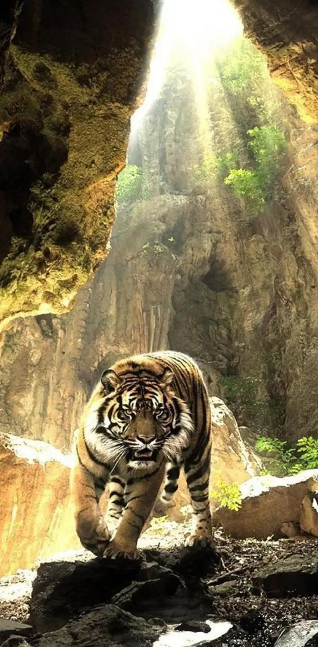 Tiger iPhone Wallpapers - Wallpaper Cave