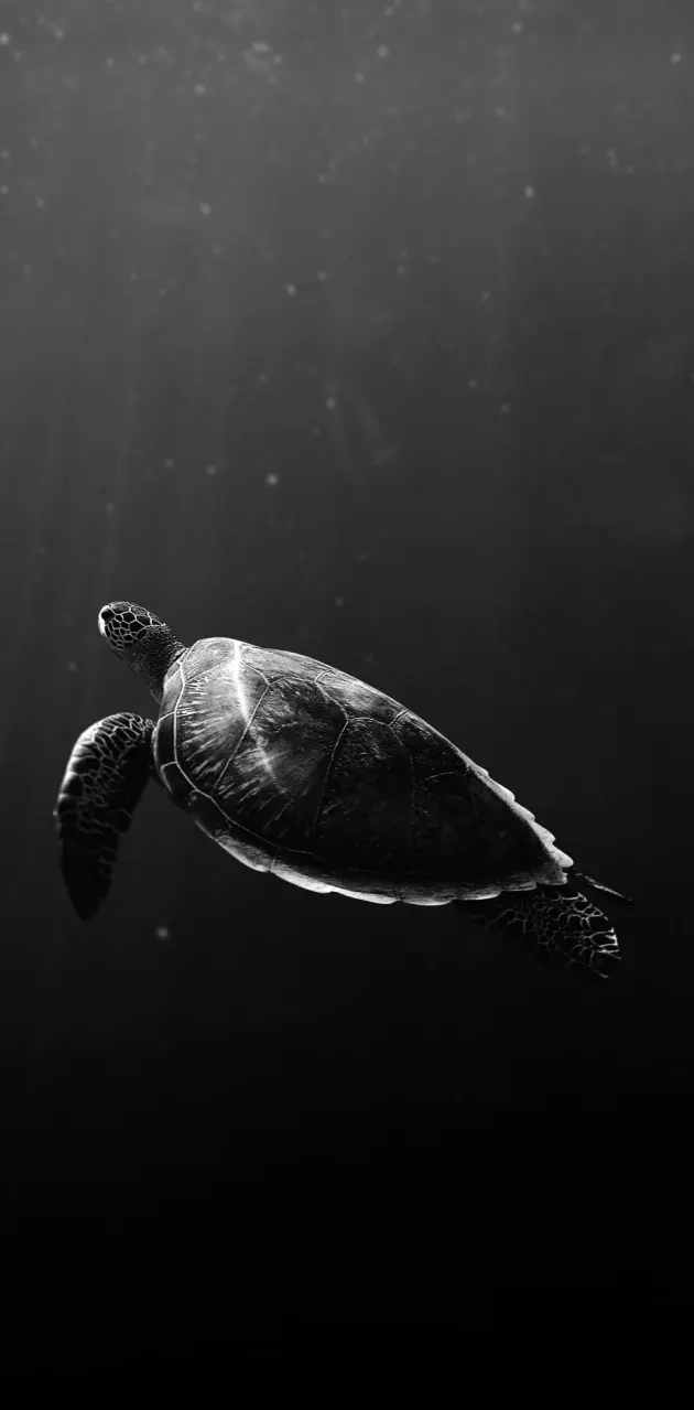 Deep Sea Turtle
