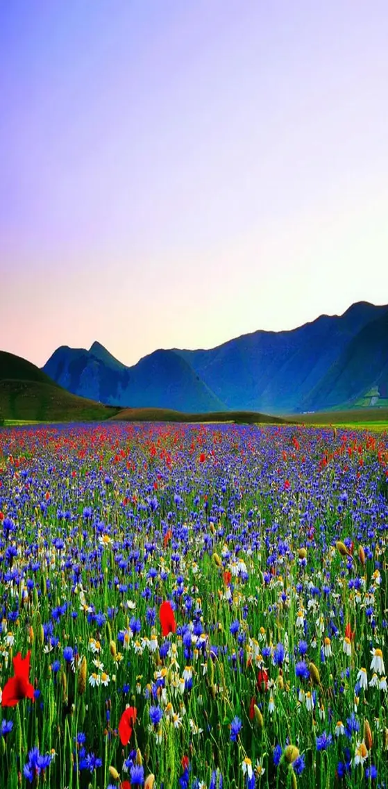 Field of Wildflowers
