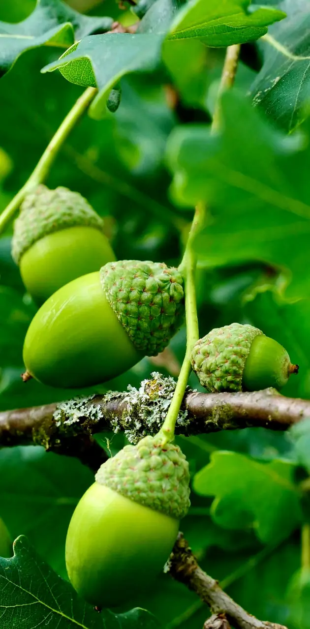 acorn Nut