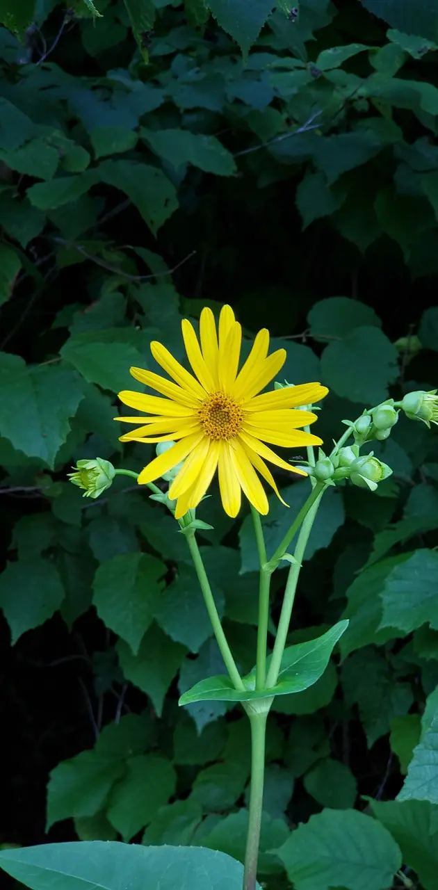 Summer Yellow Flower