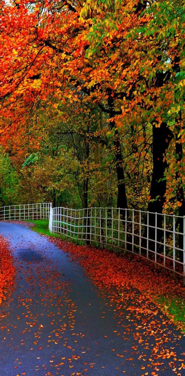 Autumn Leaves Road