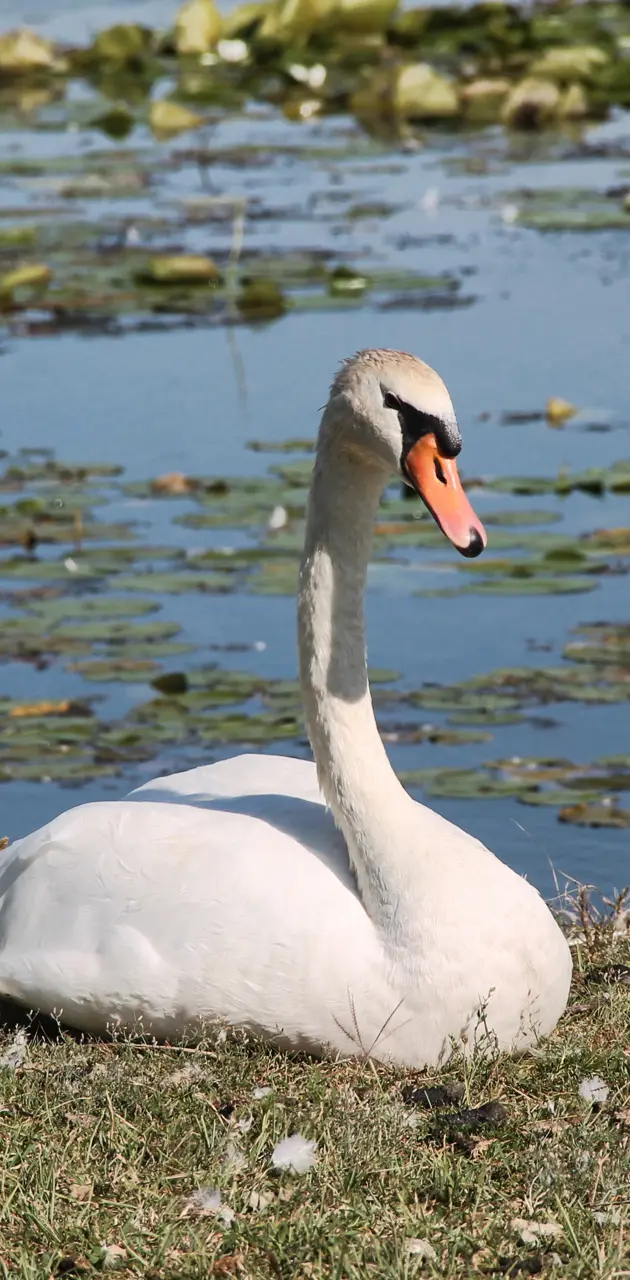 Swan resting