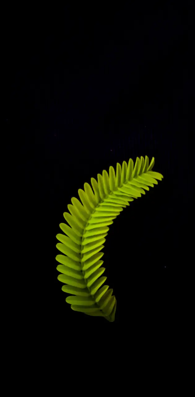 Just a leaf