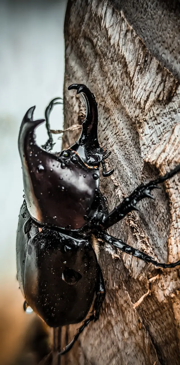 The black Beetle