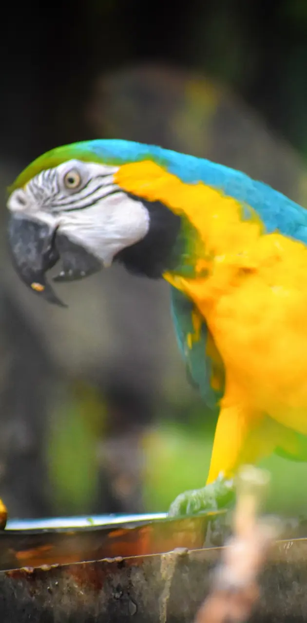 Color Parrot