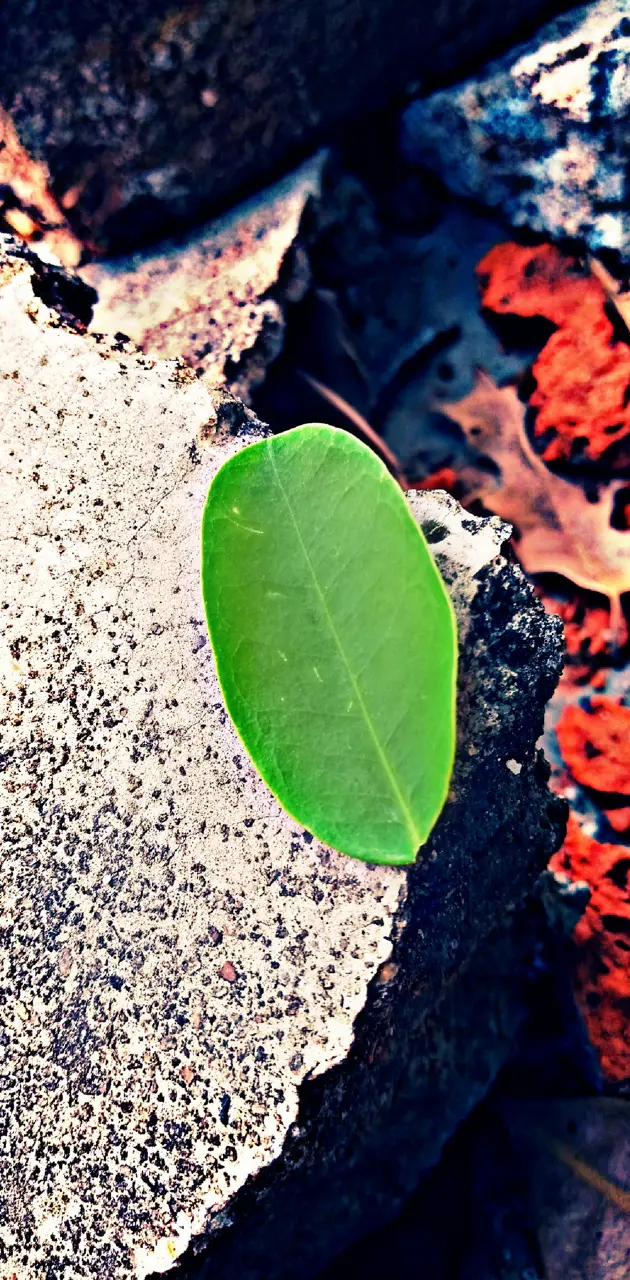 leaf by wolf
