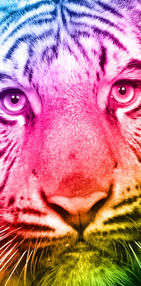 Tiger Colour