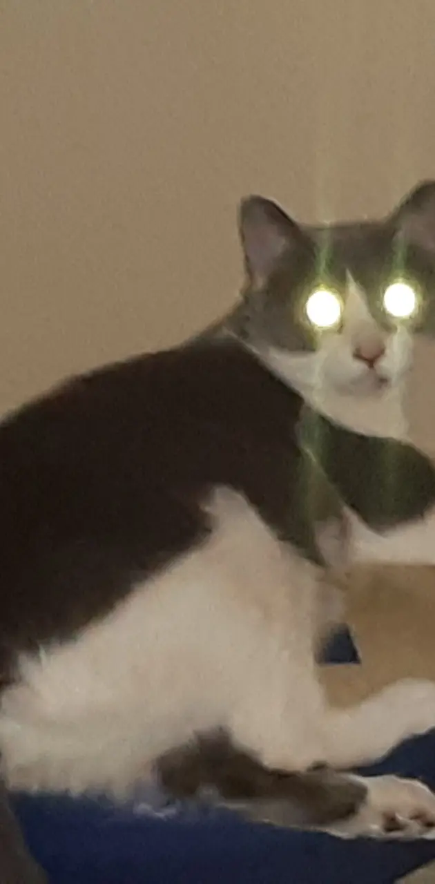Evil eyes cat