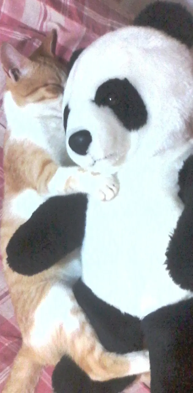 Panda Cat Hug
