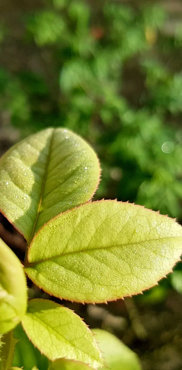 rose leaf
