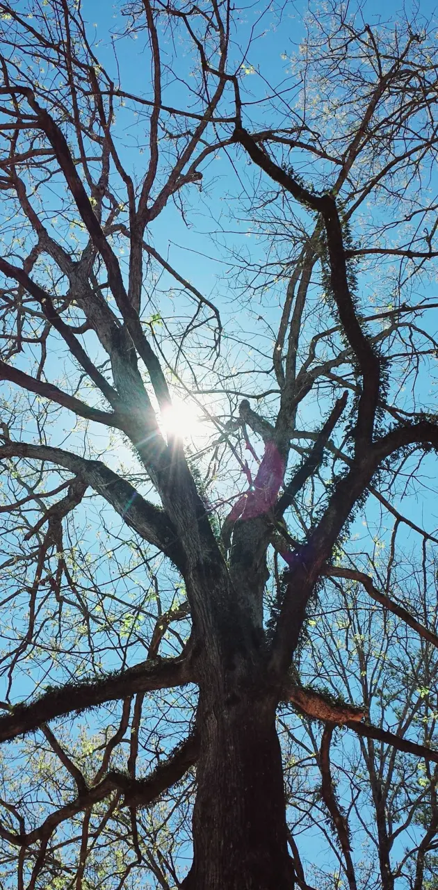 Sun through Tree