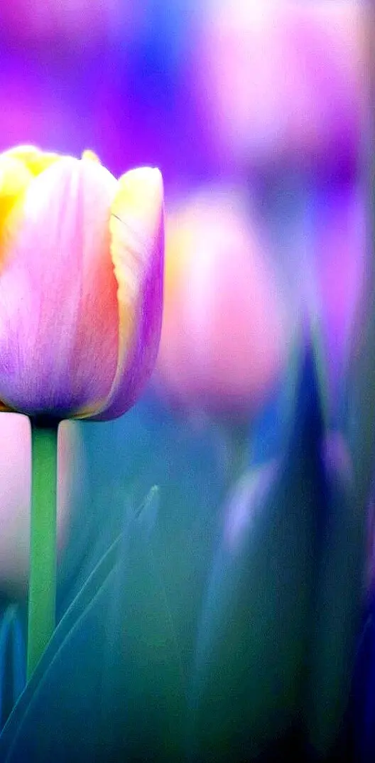 tulips-----------