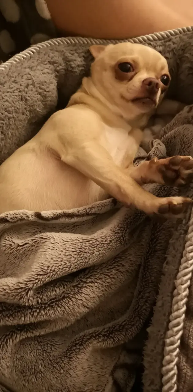 Chihuahua unaware