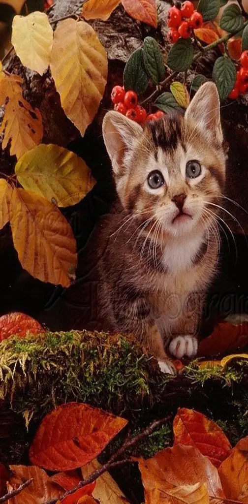 Kitten Autumn