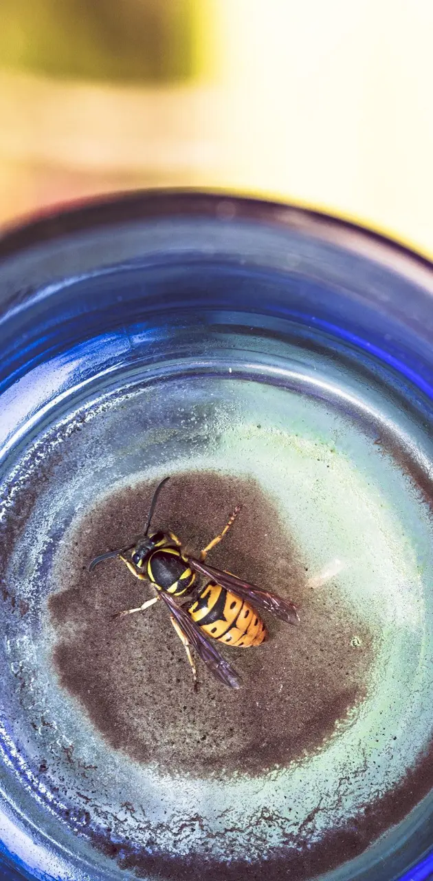 Bee In A Bottle