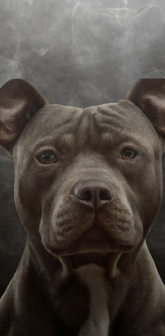 Pit Bull Terrier with Smoke background