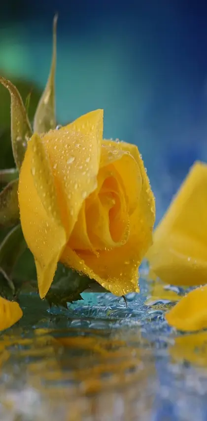 Rain Rose