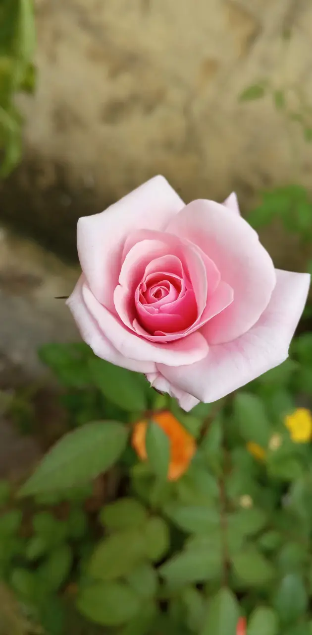 Pink cute rose