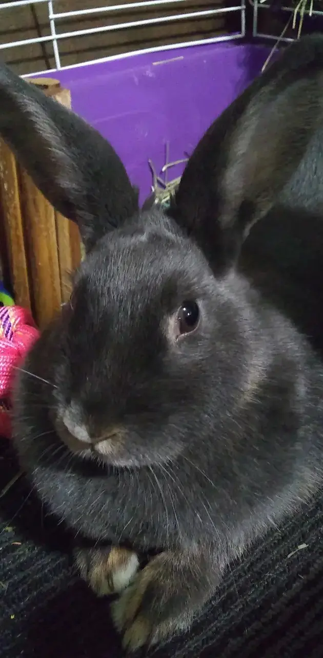 Grey bunny bun