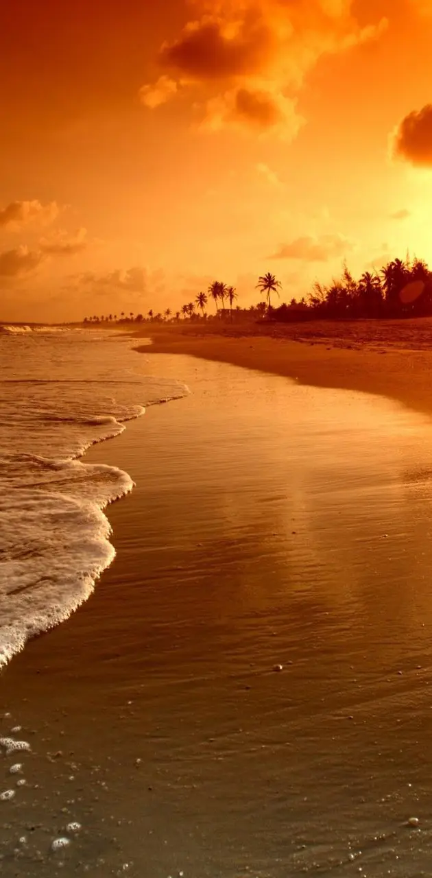 Sunrise Palm Sea