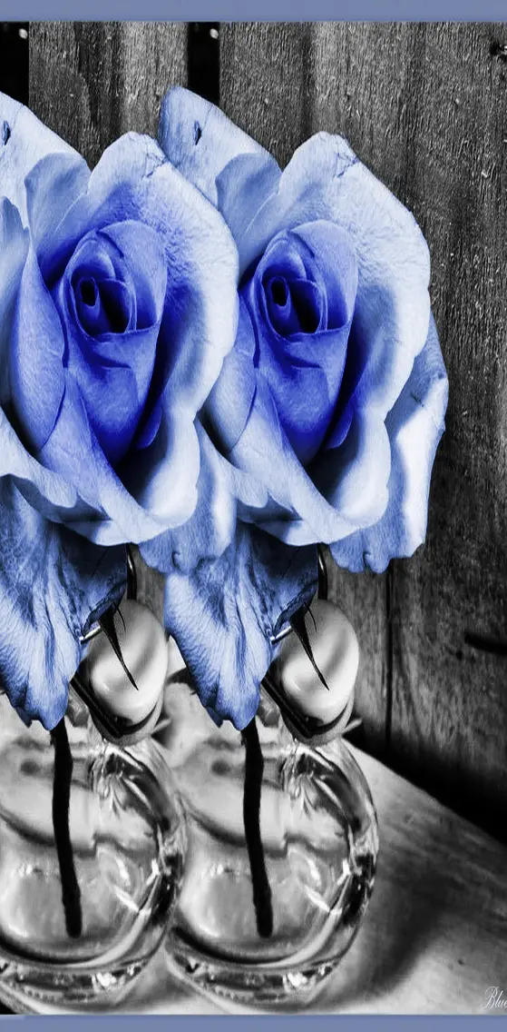 Blue  Roses