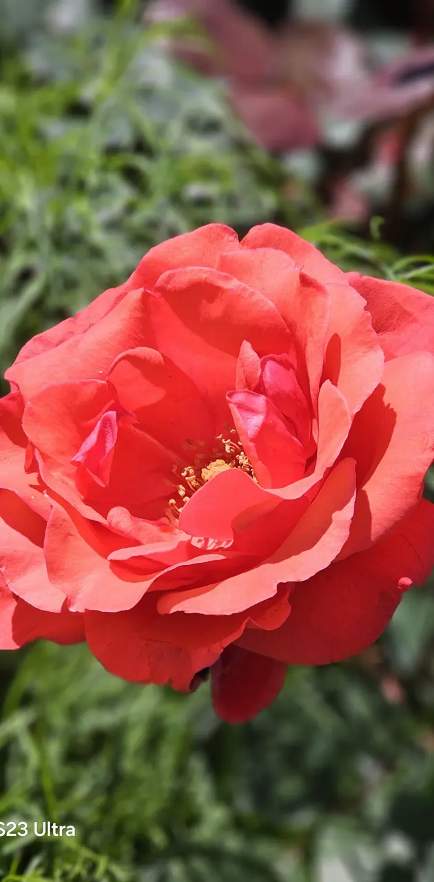 Light red Rose 