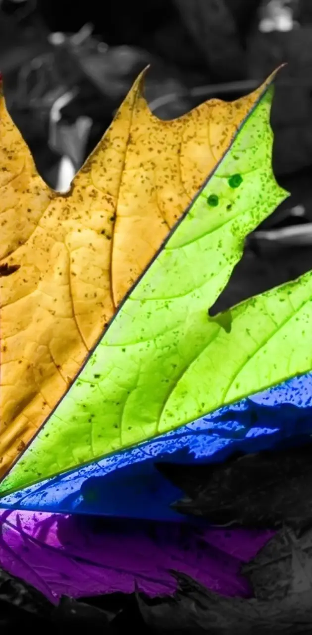Colorful Leaf