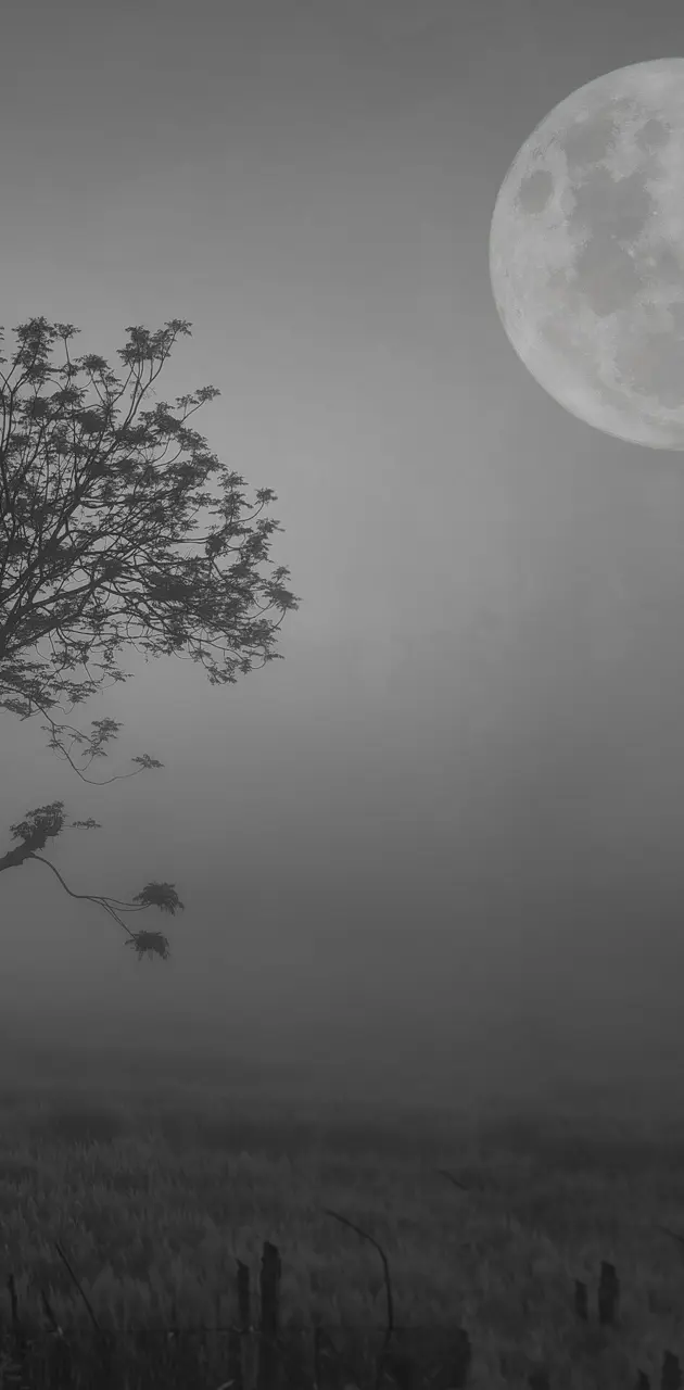 Tree with moon night