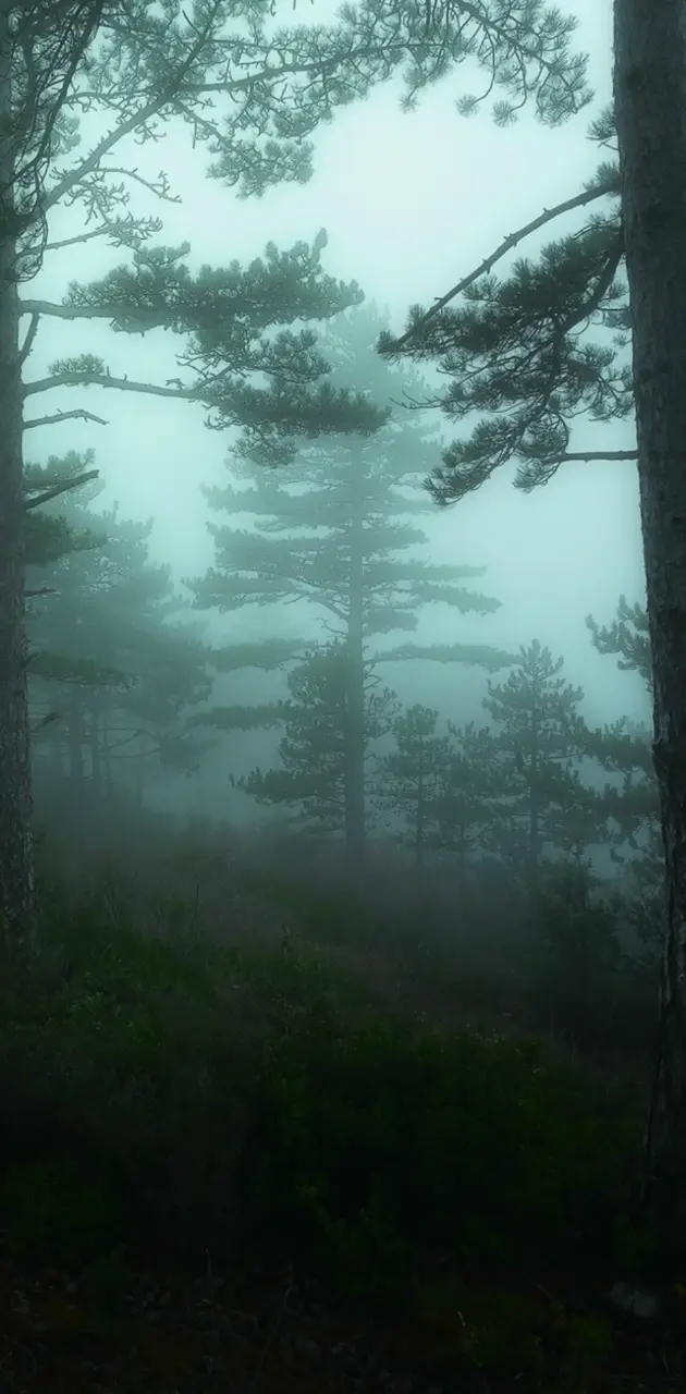 foggy woods 02