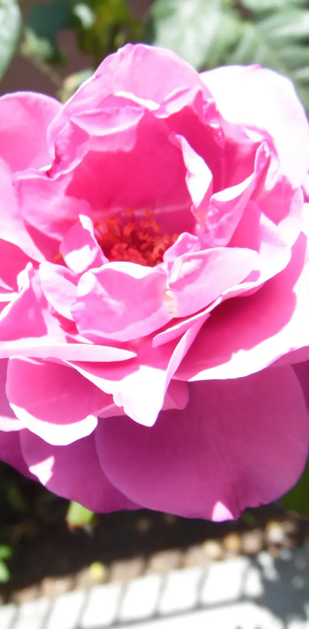 Rosa Natural 