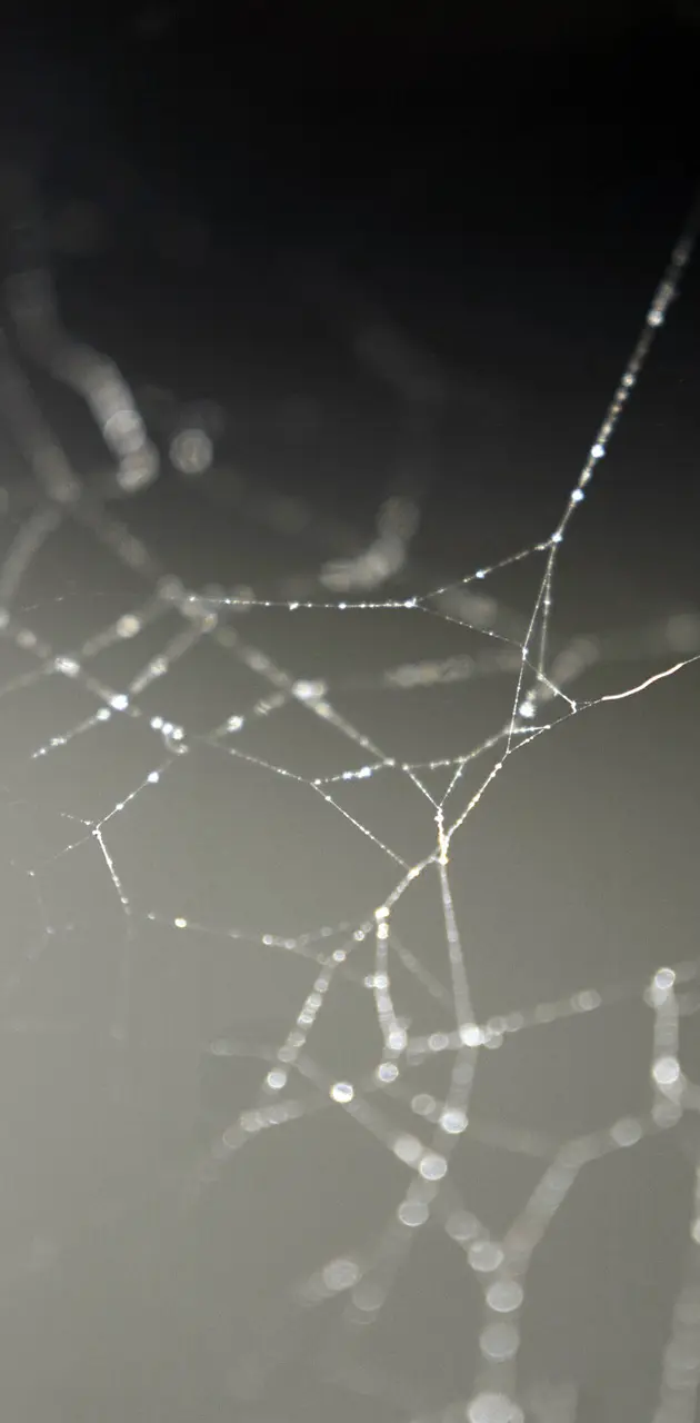 Web Spider