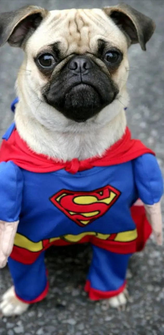 SUPER pug