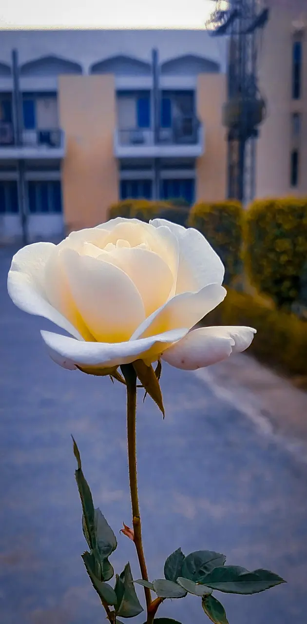 White rose 🤍